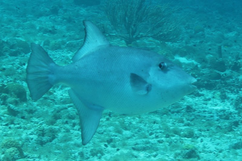 Curacao 04-12 574.JPG